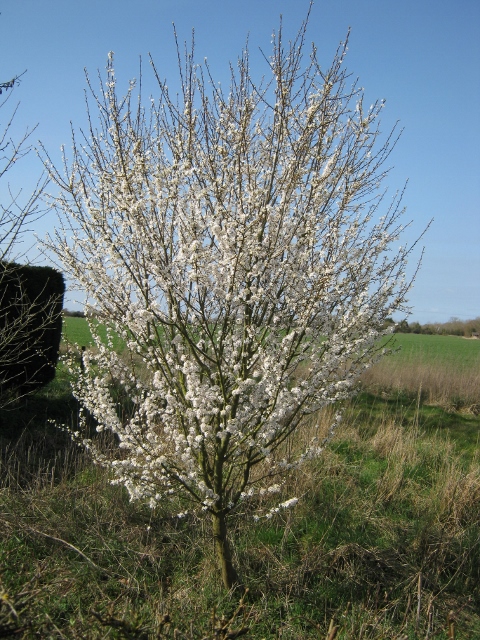 002Blackthorn tree (480x640)