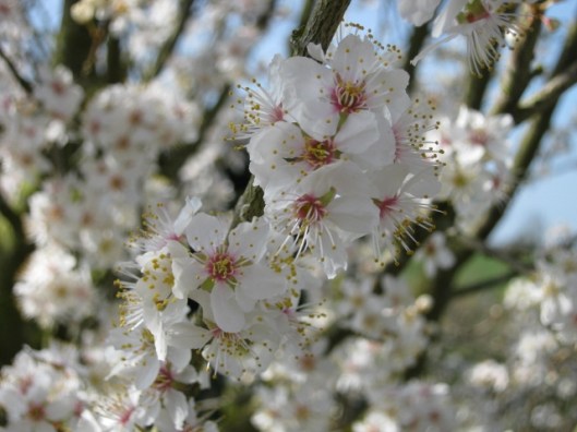 003Blackthorn blossom (640x480)