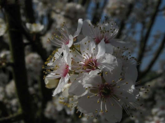 004Blackthorn blossom (640x480)