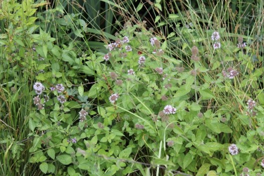 004Watermint (640x427)