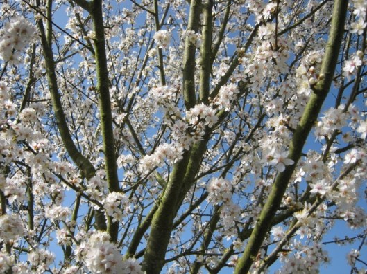 005Blackthorn (640x480)