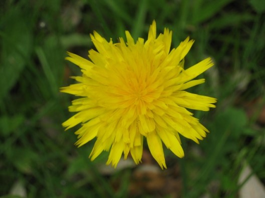 005Cat's-ear (640x480)