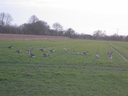 005Field with geese (640x480)
