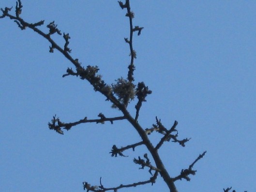 005Lichen on a branch, Minsmere (640x480)
