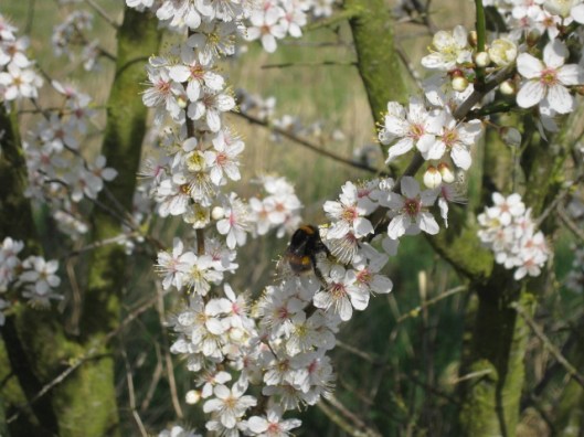 006Bumble bee on blackthorn (640x480)