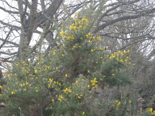 006Gorse in flower, Minsmere (640x480)