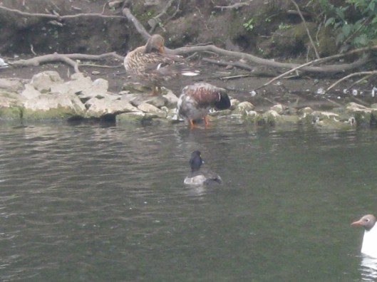 006Mallards, tufted duck & black-headed seagulls (640x480)