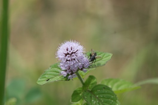 006Water mint flower with fly (640x427)