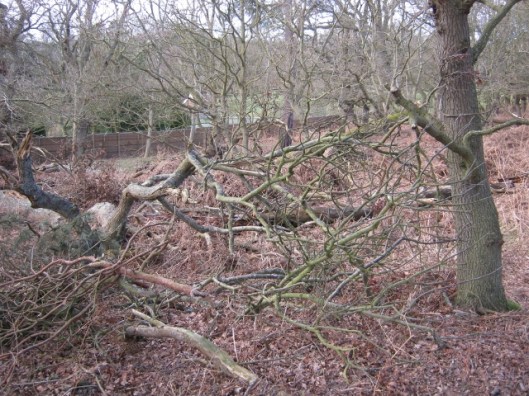 007Fallen trees at Minsmere (640x480)