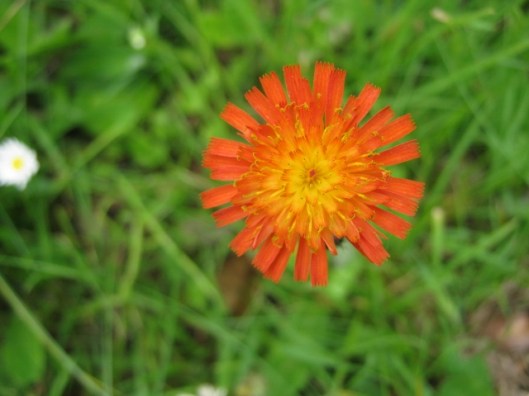 007Fox-and-cubs (640x480)