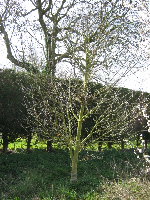 007Oak tree (480x640)