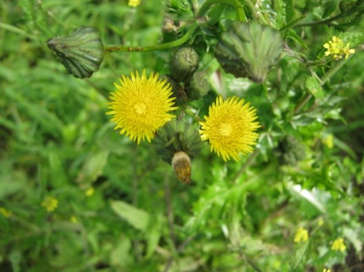 007Sow Thistle (640x480)