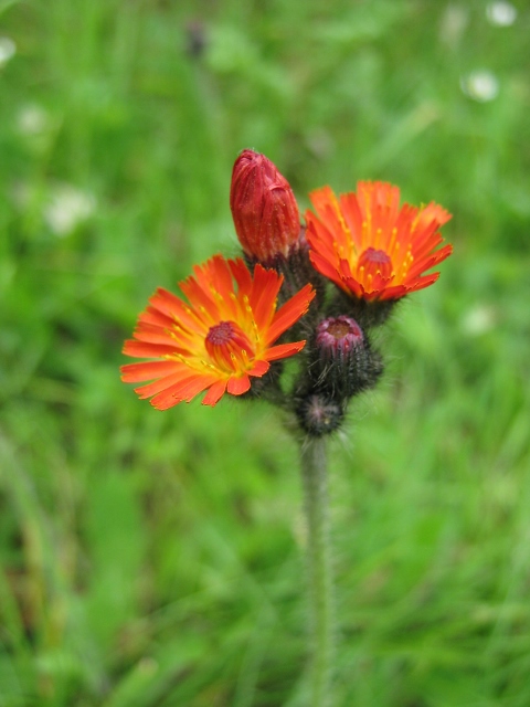 008Fox-and-cubs (480x640)