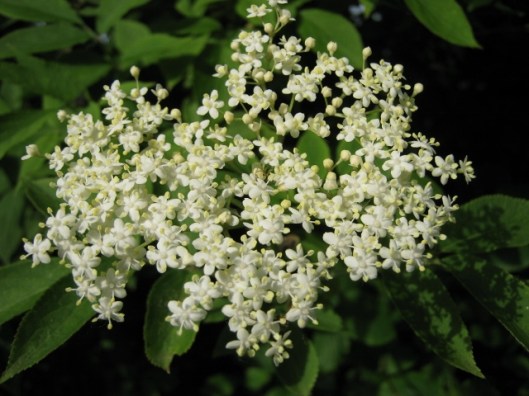 009Elder flowers (640x480)