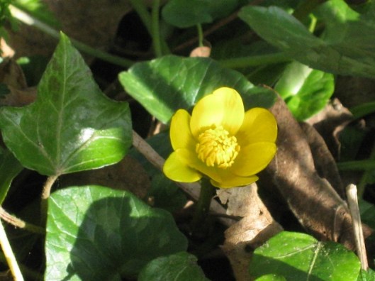 009Marsh marigold (640x480)