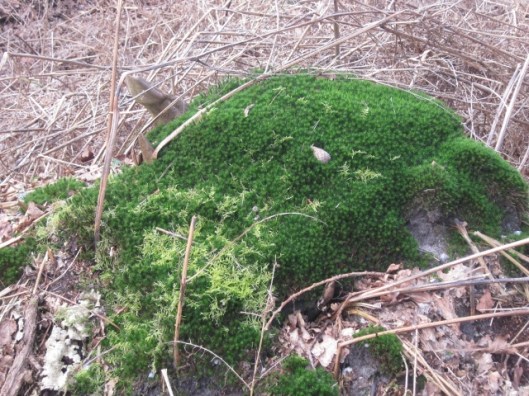 009Moss tuffet, Minsmere (640x480)