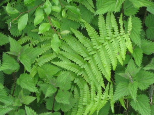 010Fern (640x480)