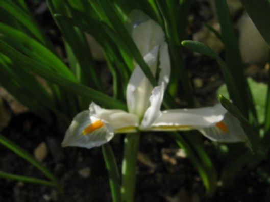 010Miniature iris 'Natascha' (640x480)