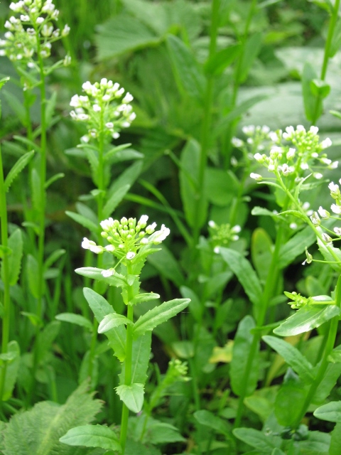 011Field Pennycress (480x640)