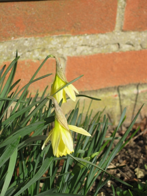 011Daffodils (480x640)