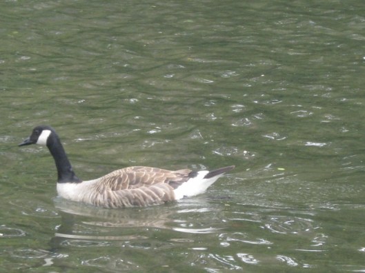 012Canada goose (640x480)