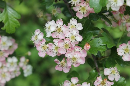 012Hawthorn flowers (640x427)
