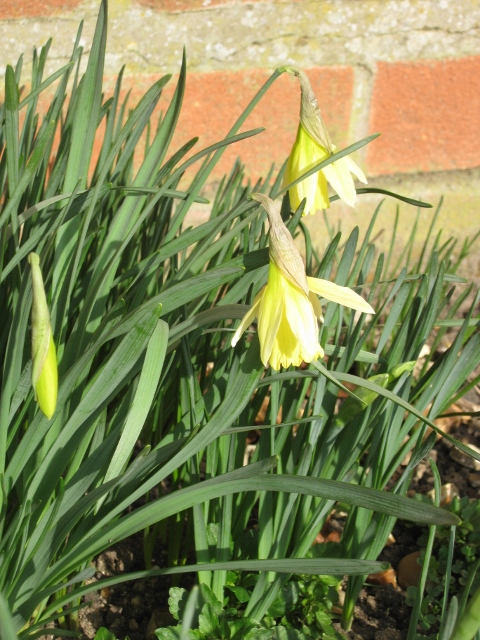 012Daffodils (480x640)