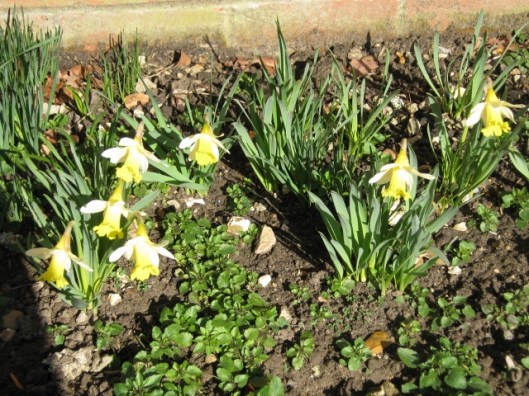 013Daffodils (640x480)