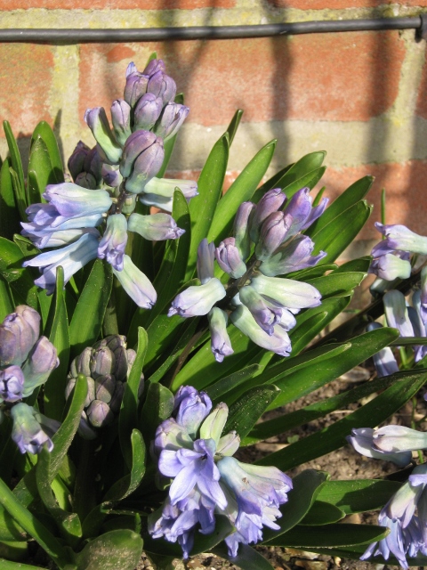 013Hyacinths (480x640)