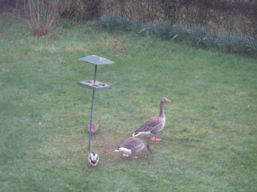 013Two geese, two mallards (640x480)