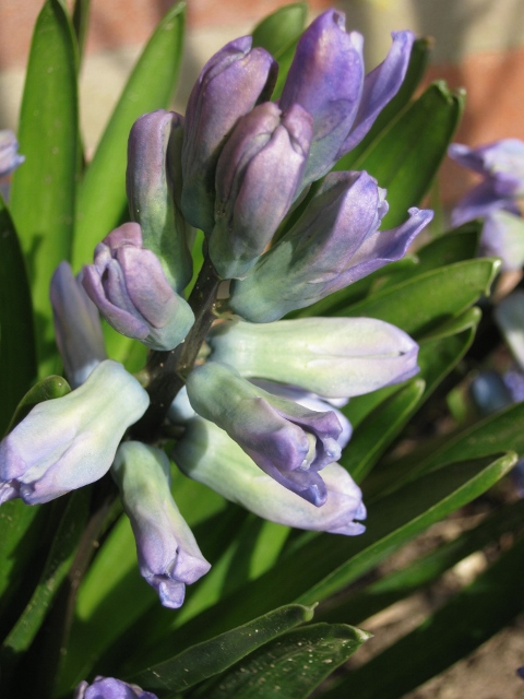014Hyacinth (480x640)