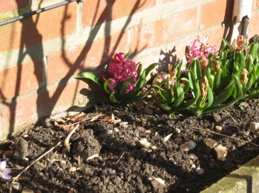 014Hyacinths (640x480)