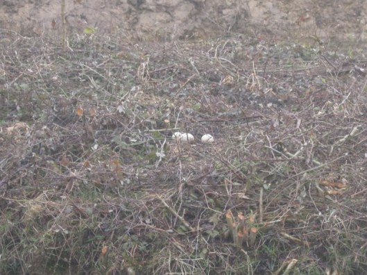 015Eggs on nest on island (640x480)