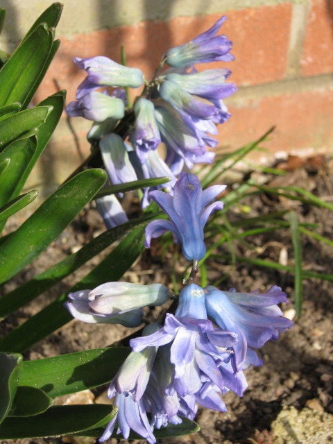 015Hyacinths (480x640)