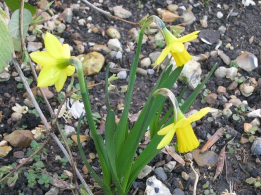 015Miniature daffodils (640x480)
