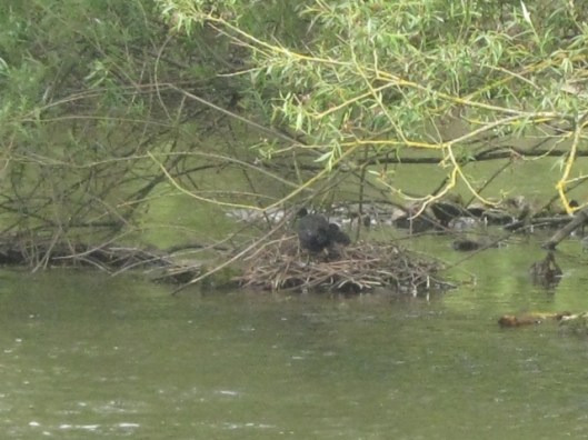 016Coot nest (640x480)
