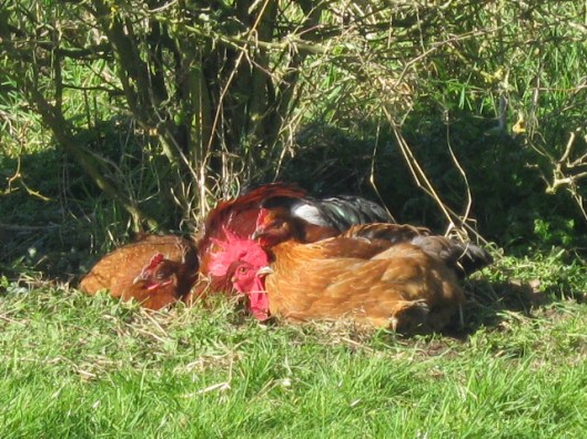 016Cuddling sunbathing chickens (640x480)