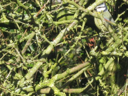 017Bluetit in hedge (640x480)