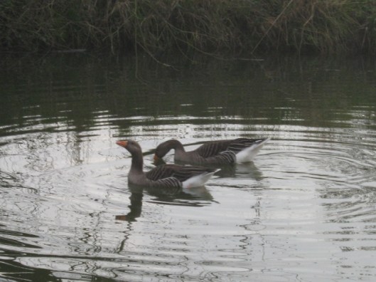 017Pair of geese on pond (640x480)