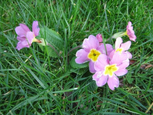 017Primula (640x480)