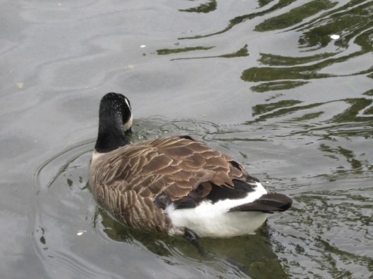 019Canada goose (640x480)