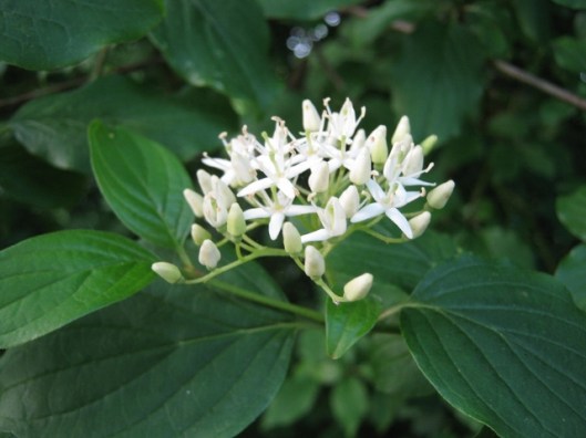 020Dogwood flowers (640x480)