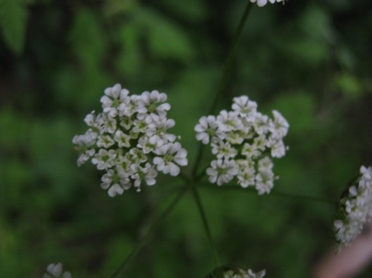 020Rough Chervil (640x480)