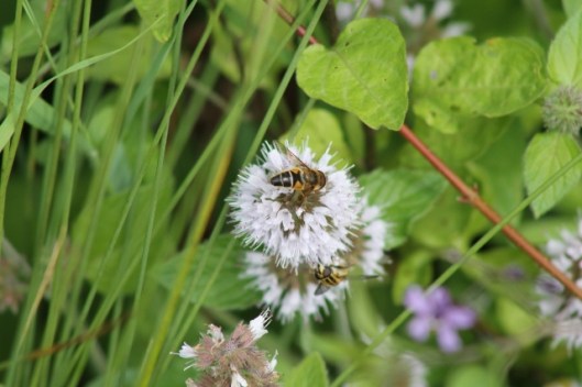 020Watermint with hoverflies (640x427)