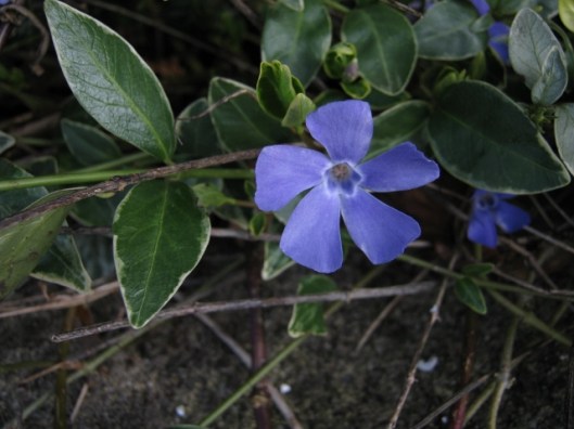 021Lesser periwinkle (640x480)