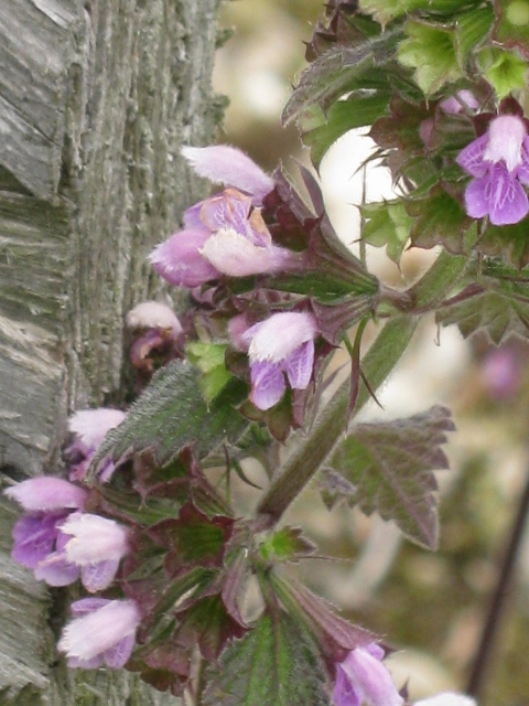 022Black Horehound (480x640)