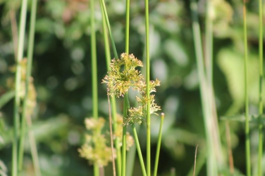 022Soft rush (640x427)