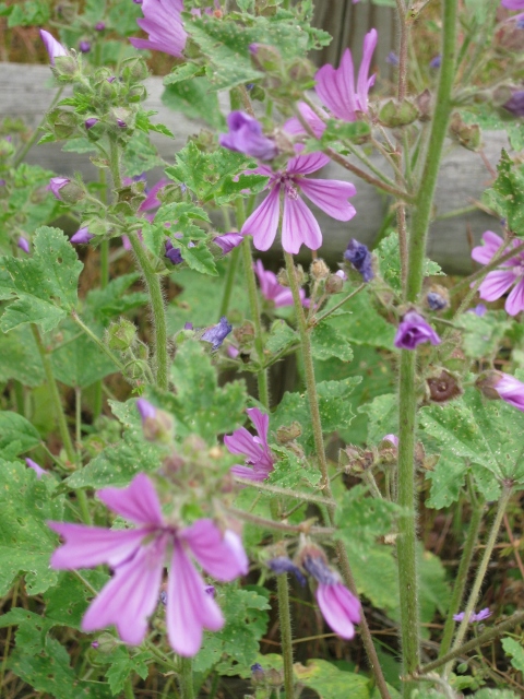 023Common Mallow (480x640)