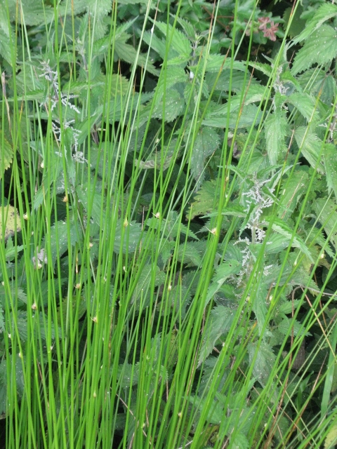 023Soft rushes in the ditch (480x640)