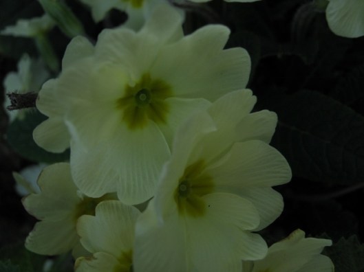 024Primrose (640x480)